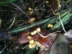 Penicilliopsis clavariiformis