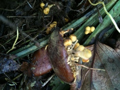 Penicilliopsis clavariiformis