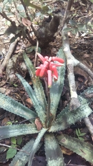 Aloe ankaranensis image