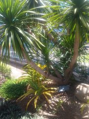 Dracaena cochinchinensis
