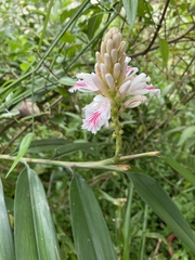 Alpinia oxyphylla