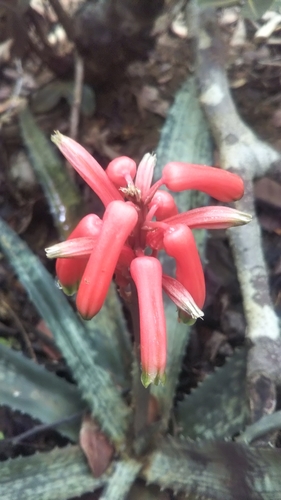 Aloe ankaranensis image