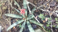 Aloe ankaranensis image