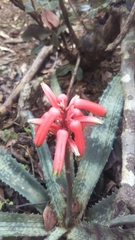 Aloe ankaranensis image