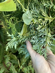 Calocedrus macrolepis