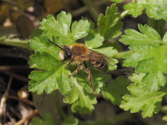 Colletes cunicularius