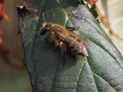 Colletes cunicularius