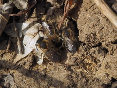 Colletes cunicularius