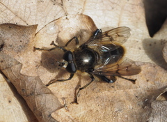 Brachypalpus chrysites