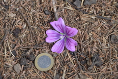 Malva sylvestris