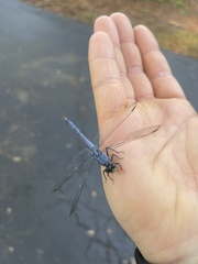Erythemis simplicicollis image