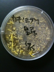 Penicilliopsis clavariiformis