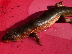 Plestiodon chinensis