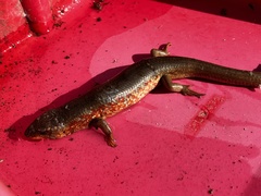 Plestiodon chinensis