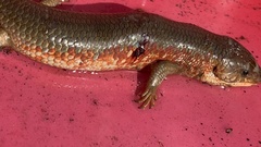 Plestiodon chinensis