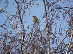 Chloris chloris chloris