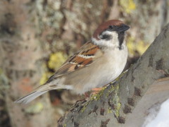 Passer montanus montanus