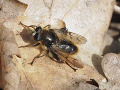 Brachypalpus chrysites
