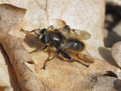Brachypalpus chrysites