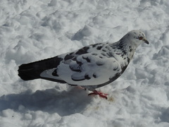 Columba livia domestica