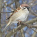 European Tree Sparrow - Photo (c) igor_voinov, some rights reserved (CC BY-NC), uploaded by igor_voinov