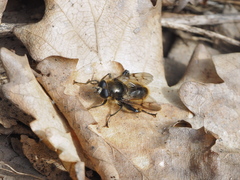 Brachypalpus chrysites