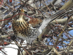 Turdus pilaris