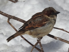 Passer domesticus domesticus