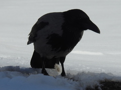 Corvus cornix cornix