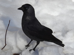 Corvus monedula soemmerringii