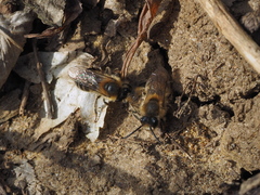 Colletes cunicularius
