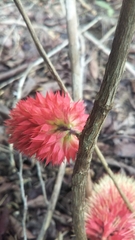 Combretum macrocalyx image