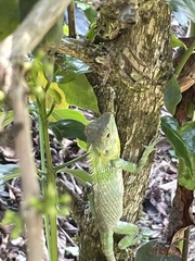 Calotes nemoricola