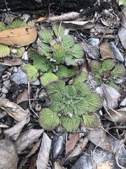 Corallodiscus lanuginosus