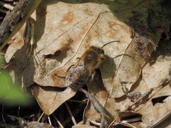 Colletes cunicularius