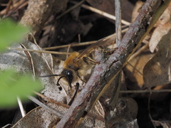 Colletes cunicularius