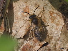 Colletes cunicularius