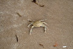 Callinectes similis