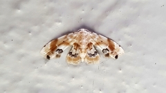 Holocryptis phasianura