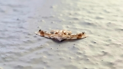 Holocryptis phasianura