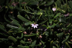 Scaevola hainanensis