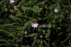 Scaevola hainanensis