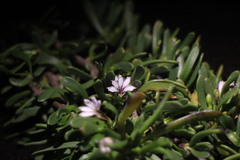 Scaevola hainanensis