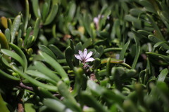 Scaevola hainanensis
