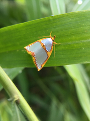 Titulcia confictella