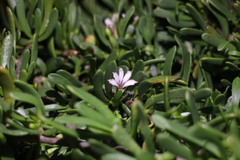 Scaevola hainanensis