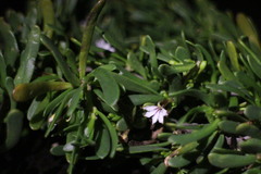 Scaevola hainanensis