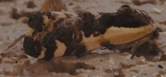 Tarache augustipennis