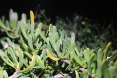 Scaevola hainanensis