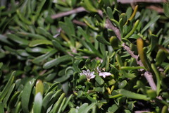 Scaevola hainanensis